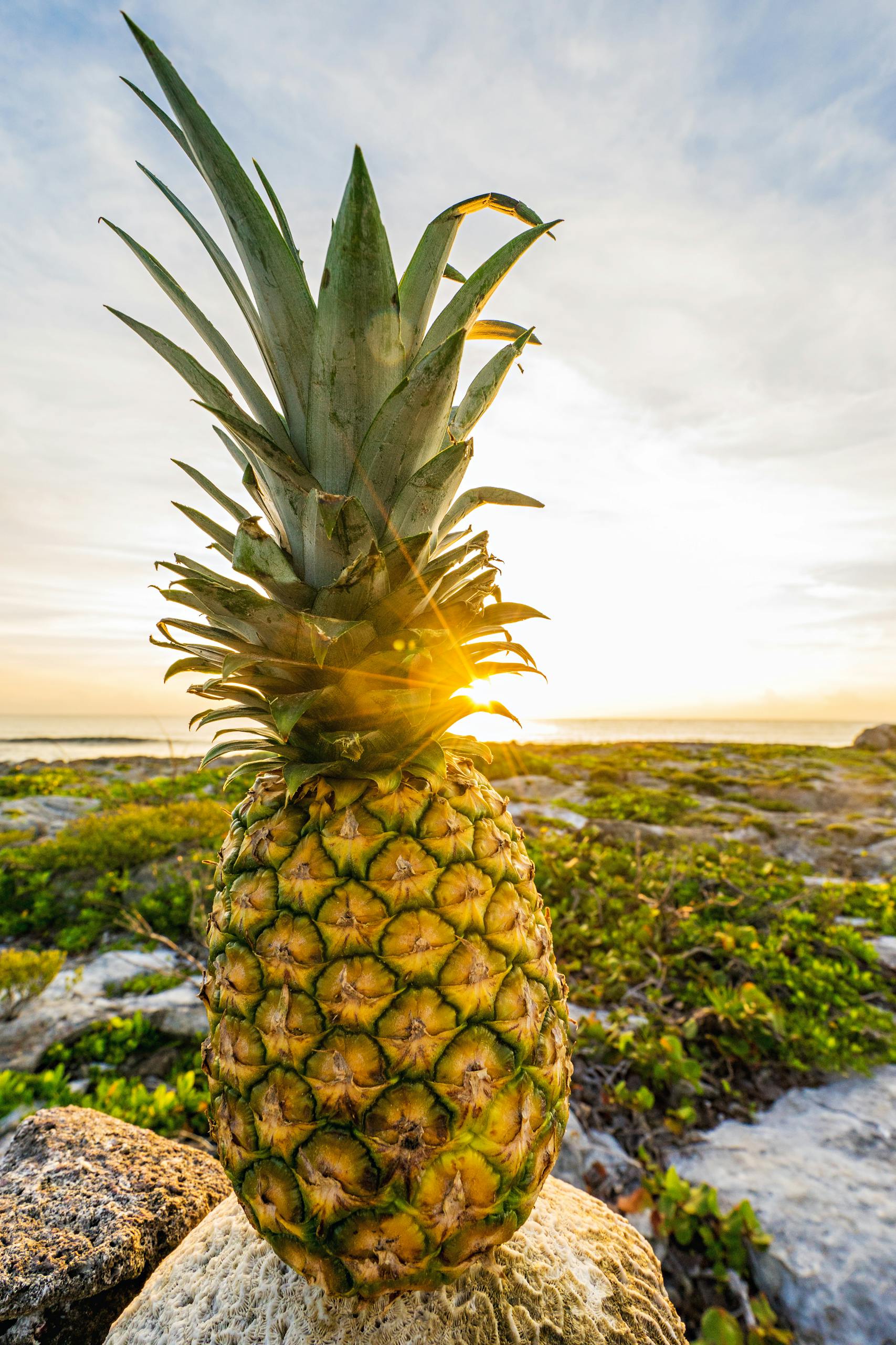 Close-up of a pineapple with sun flare and tropical landscape in the background.